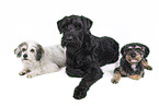 3 dogs