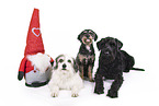 3 dogs