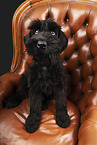 Giant Schnauzer Puppy