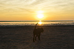Giant Schnauzer