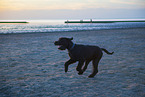 Giant Schnauzer