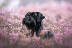 Giant Schnauzer