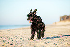 Giant Schnauzer