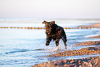 Giant Schnauzer