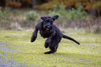 Giant Schnauzer