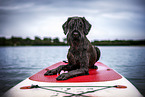 Giant Schnauzer