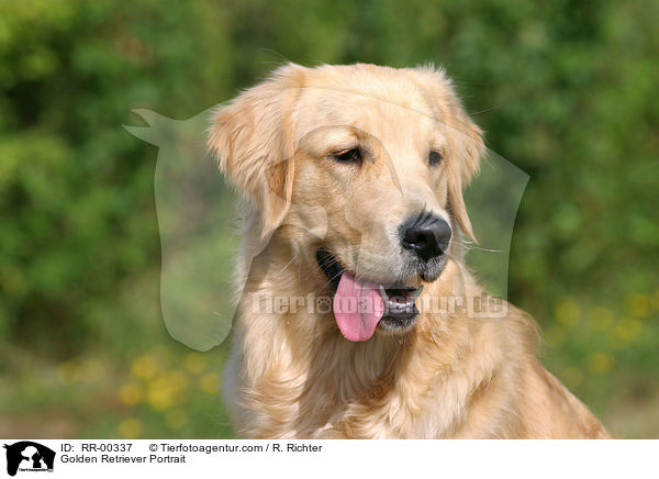 Golden Retriever Portrait / Golden Retriever Portrait / RR-00337