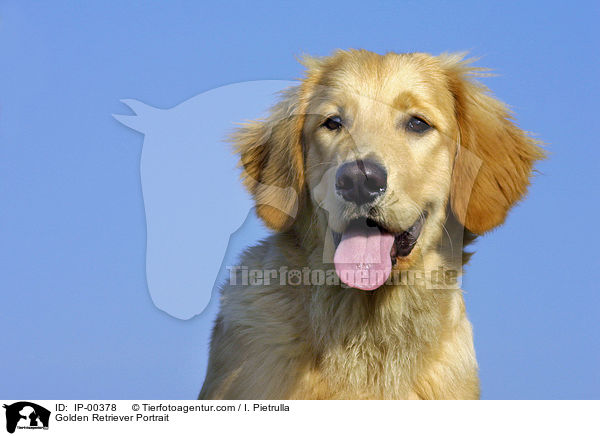Golden Retriever im Portrait / Golden Retriever Portrait / IP-00378