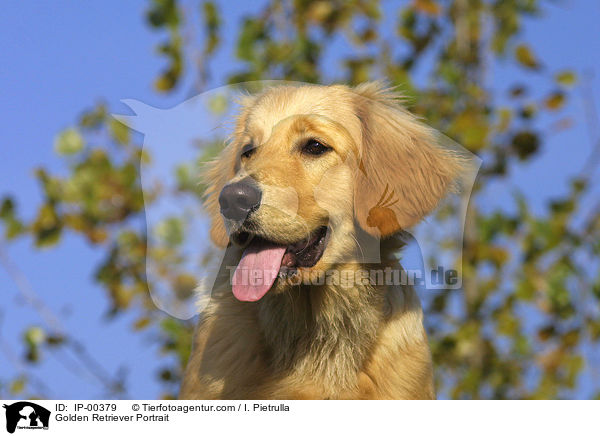 Golden Retriever im Portrait / Golden Retriever Portrait / IP-00379