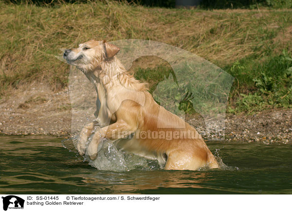 badender Golden Retriever / bathing Golden Retriever / SS-01445