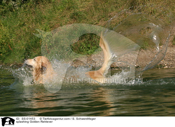 planschender Golden Retriever / splashing Golden Retriever / SS-01453
