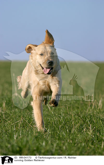 rennender / running Golden Retriever / RR-04173