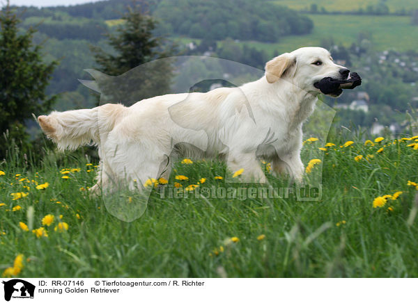 running Golden Retriever / RR-07146