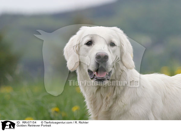 Golden Retriever Portrait / RR-07154