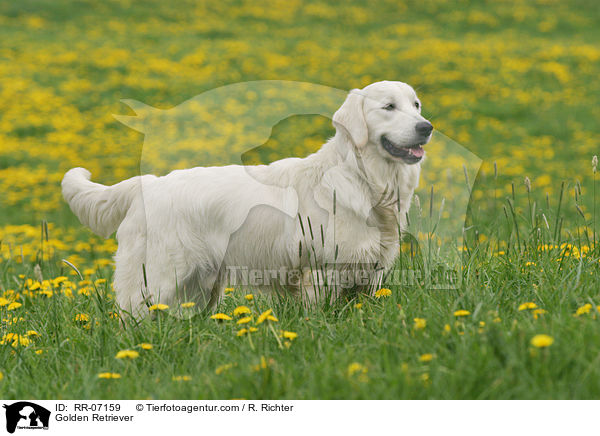 Golden Retriever / RR-07159