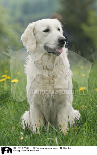 sitting Golden Retriever / RR-07162