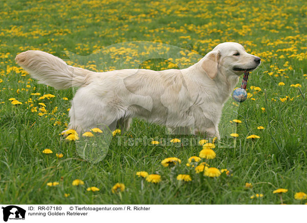 running Golden Retriever / RR-07180