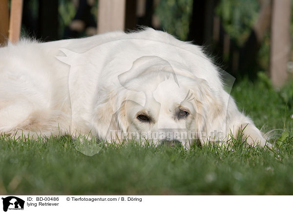 liegender Golden Retriever / lying Retriever / BD-00486