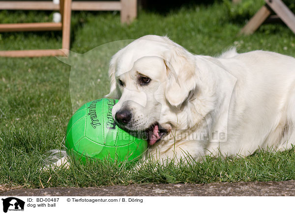 Hund knabbert an Ball / dog with ball / BD-00487