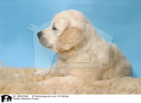Golden Retriever Welpe / Golden Retriever Puppy / RR-07646