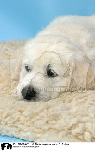 Golden Retriever Welpe / Golden Retriever Puppy / RR-07647
