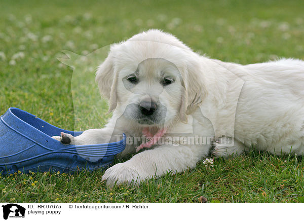 spielender Retriever Welpe / playing puppy / RR-07675