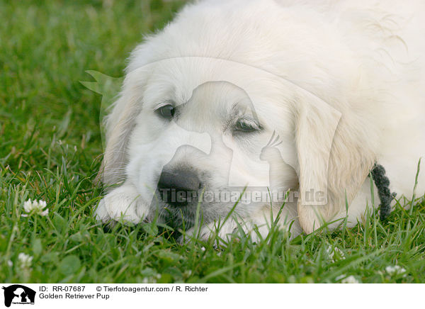 Golden Retriever Welpe / Golden Retriever Pup / RR-07687