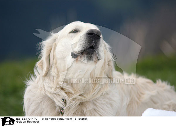 Golden Retriever / Golden Retriever / SST-01440