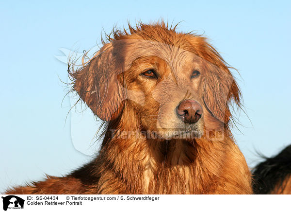 Golden Retriever Portrait / Golden Retriever Portrait / SS-04434