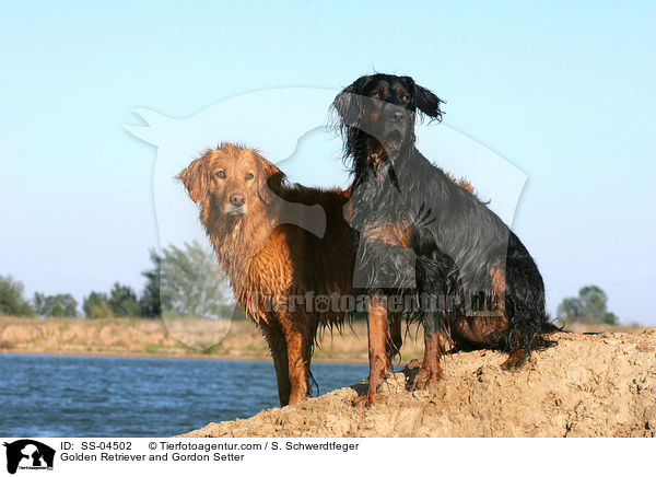 Golden Retriever und Gordon Setter / Golden Retriever and Gordon Setter / SS-04502