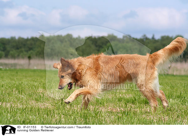 running Golden Retriever / IF-01153