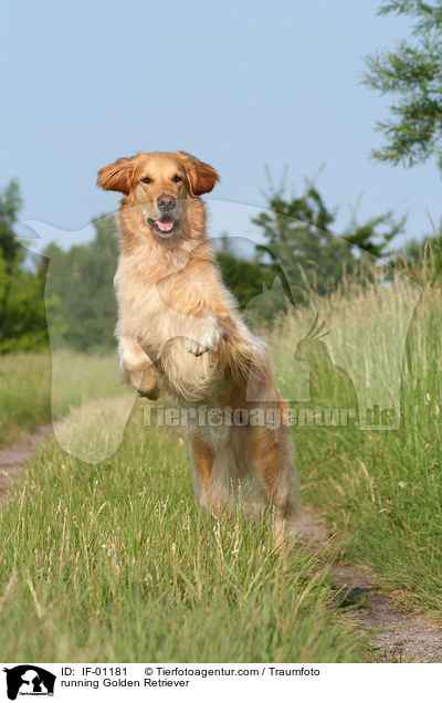 running Golden Retriever / IF-01181