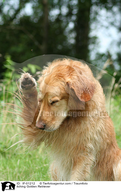 sich juckender Golden Retriever / itching Golden Retriever / IF-01212
