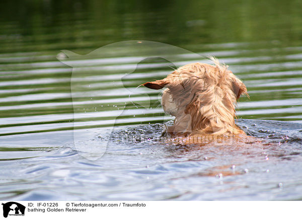 badender Golden Retriever / bathing Golden Retriever / IF-01226