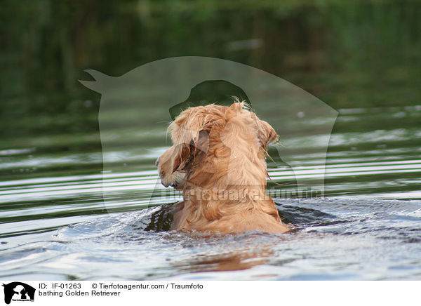 badender Golden Retriever / bathing Golden Retriever / IF-01263