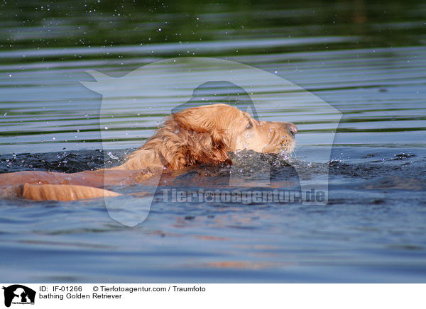 badender Golden Retriever / bathing Golden Retriever / IF-01266