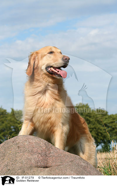 Golden Retriever / Golden Retriever / IF-01279