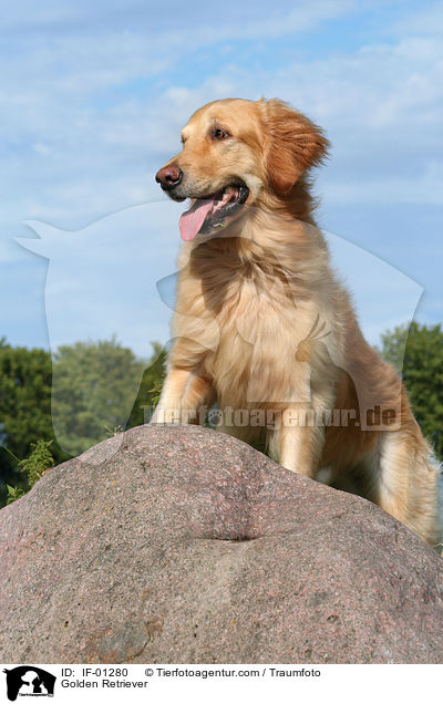 Golden Retriever / Golden Retriever / IF-01280