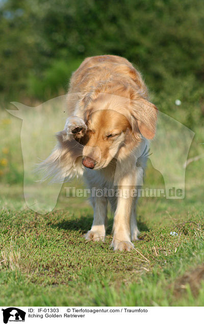 sich juckender Golden Retriever / itching Golden Retriever / IF-01303