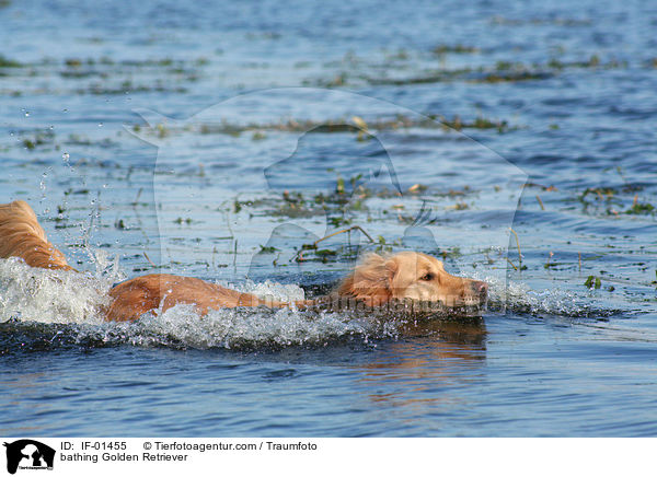 badender Golden Retriever / bathing Golden Retriever / IF-01455