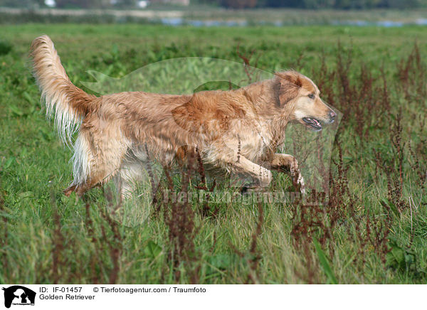 Golden Retriever / Golden Retriever / IF-01457