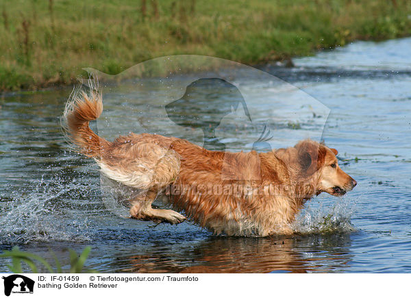 badender Golden Retriever / bathing Golden Retriever / IF-01459