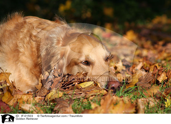 Golden Retriever / Golden Retriever / IF-01503
