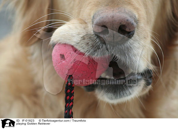 playing Golden Retriever / IF-01823