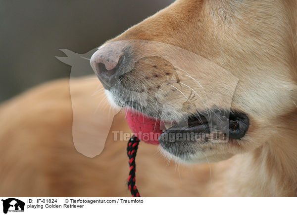 playing Golden Retriever / IF-01824