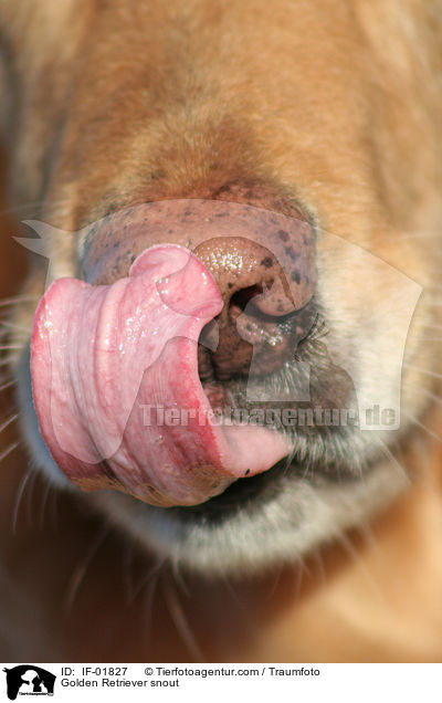 Golden Retriever snout / IF-01827