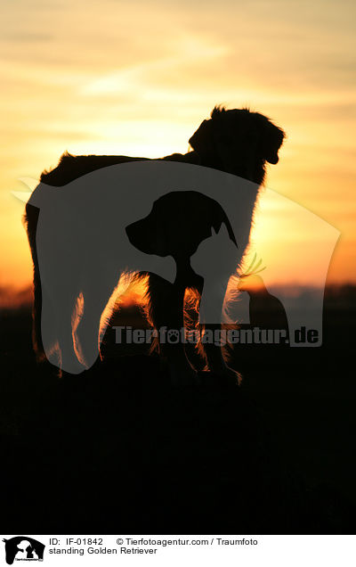 stehender Golden Retriever / standing Golden Retriever / IF-01842