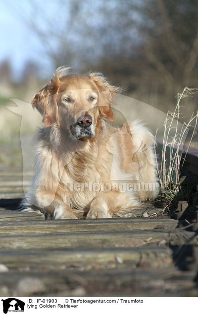 liegender Golden Retriever / lying Golden Retriever / IF-01903