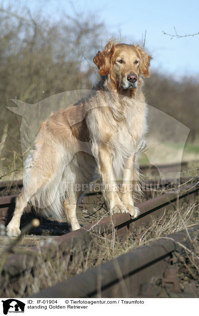 stehender Golden Retriever / standing Golden Retriever / IF-01904