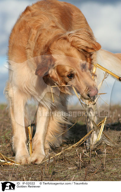 Golden Retriever / Golden Retriever / IF-02022